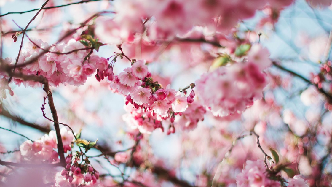 Bloom blossom flora 112141